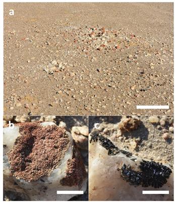 Advanced Photogrammetry to Assess Lichen Colonization in the Hyper-Arid Namib Desert